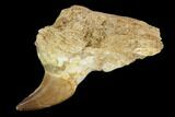 Fossil Mosasaur (Halisaurus) Tooth In Jaw Section - Morocco #117024-1